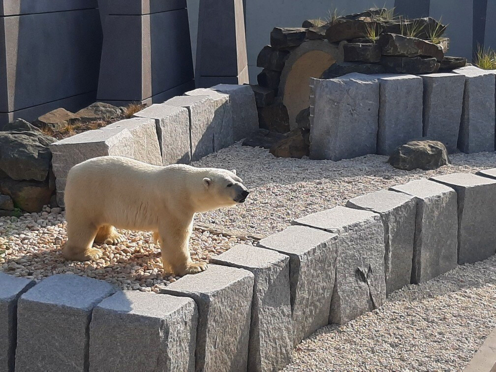 Habitat des ours – Aquarium de Québec Inter-Projet Construction | Entrepreneur général en génie civil et bâtiment au Québec