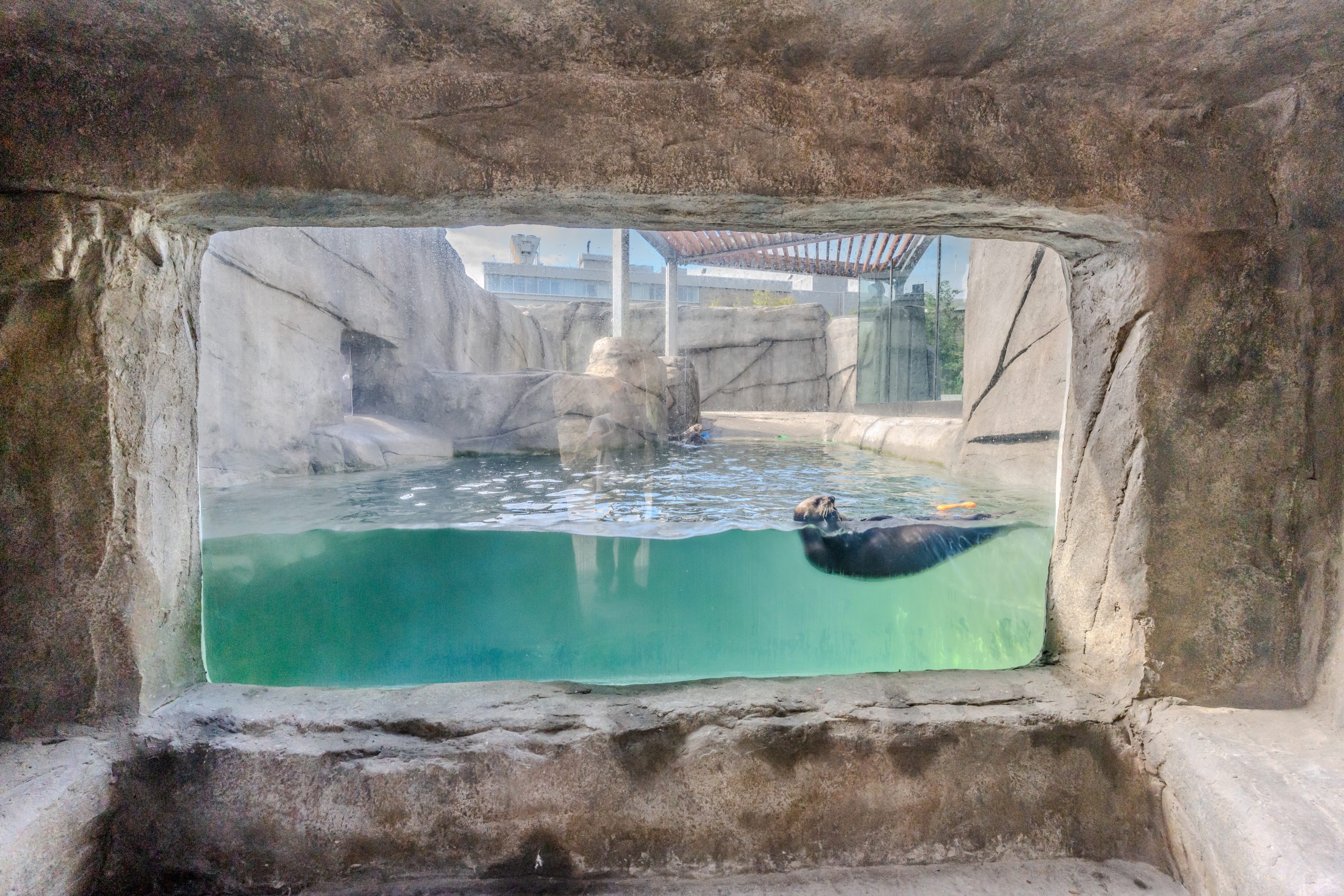 Construction et aménagement habitat louphoque | Aquarium du Québec Interprojet Construction | Entrepreneur général en génie civil et bâtiment au Québec